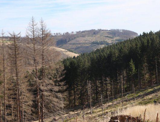 teils kahle Waldflächen in einem Mittelgebirge