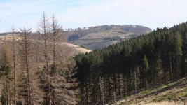 teils kahle Waldflächen in einer Mittelgebirgslandschaft (Foto: M. Nathkin)