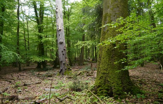Buchenwald mit Totholz