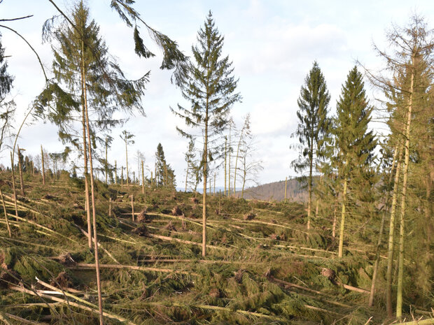 Umgeworfene Fichten zwischen vereinzelten noch stehenden Fichten in einem Mittelgebirge