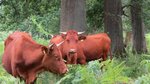 Rotes Höhenvieh im Wald (Foto: M. Schmidt)