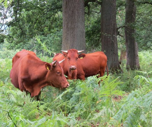 Rotes Höhenvieh