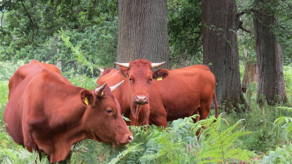 Rotes Höhenvieh im Wald (Foto: M. Schmidt)