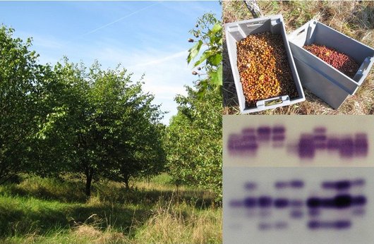 Collage aus Bäumen in einer Samenplantage, geernteten Samen in einer Kiste und einer DNA-Analyse