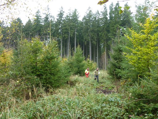 Verjüngungsfläche im Wald