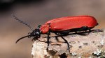 Scharlachroter Feuerkäfer auf einem Stück Totholz