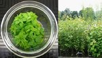 kleine Populus-Pflanzen im Labor und etwas größere im Freiland