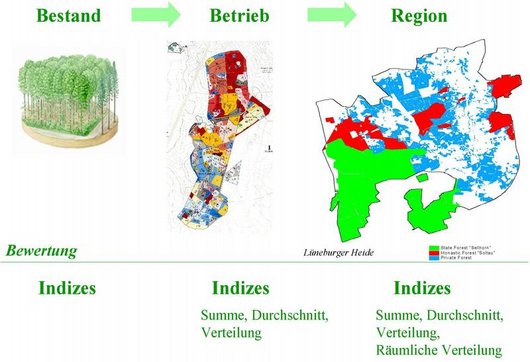 Grafik zur Entscheidungsuntersützung Waldbau (Grafik: NW-FVA)