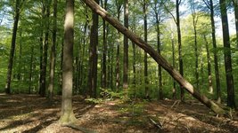 Laubwaldbestand mit einem umgekippten Baum