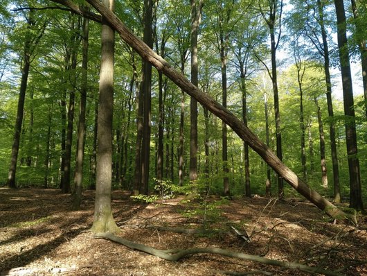 Auf dem Foto ist ein Waldbestand zu sehen. Foto: R. Nagel