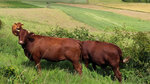 Rinder am Waldrand