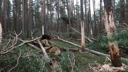 liegende und stehende tote Kiefern, teilweise mit entfernter Rinde