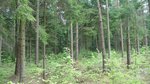 Nadelwald mit Laubbaum-Verjüngung