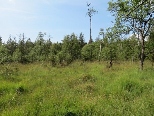 Feuchte Wiese mit Laubbäumen im Hintergrund