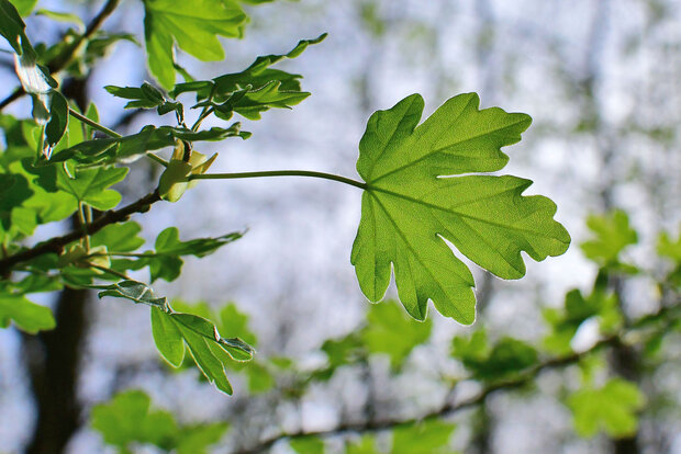 In der Bildmitte ist ein Blatt eines Feldahorns vor dem Himmel im Hintergrund zu sehen.