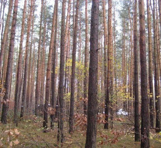 Kiefernwald auf der Versuchsfläche Nedlitz (Foto: B. Scheler)