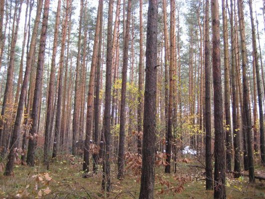 Kiefernwald auf der Versuchsfläche Nedlitz (Foto: B. Scheler)