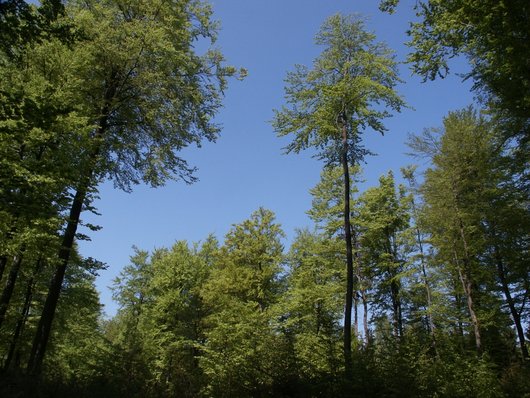 Auf dem Foto ist ein Waldbestand abgebildet mit der Bildunterschrift: Durch integrierten Waldschutz Risiken reduzieren. Foto: NW-FVA