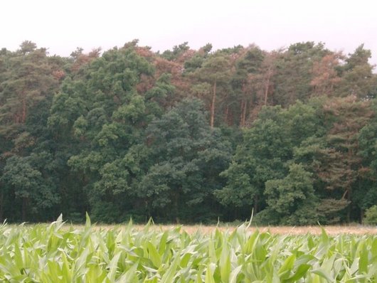 Waldrand mit teils braunen Kiefern