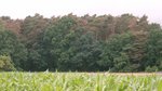 Waldkante mit braunen Kiefern durch Kieferntriebsterben