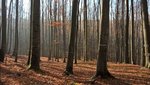 Kahler Buchenwald im Winter