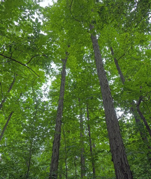 Hickory-Bäume