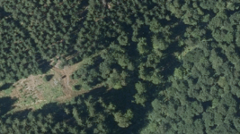 Luftbild eines Waldbestandes