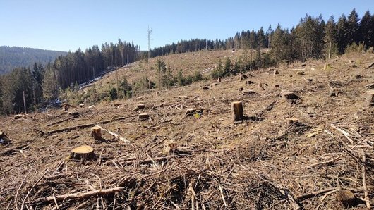 Geräumte, kahle Waldfläche nach Borkenkäferbefall.