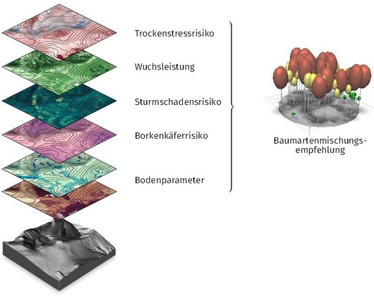 Die multikriterielle Baumarten-Mischungs-Empfehlung wird auf Grundlage der abiotischen Risiken Trockenstress und Sturmschaden, des biotischen Risikos des Borkenkäfers für die Fichte sowie der Wuchsleistung und Bodenparameter ermittelt. 