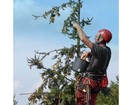 Ernte von Douglasien-Zapfen durch einen Kletterer im Baum.