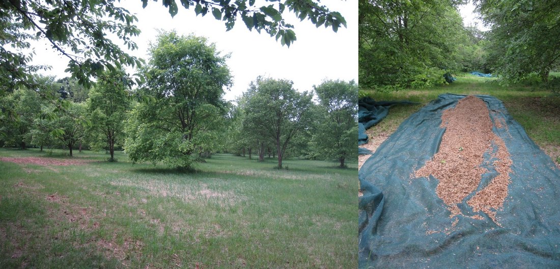 Saatguternte auf einer Flatter-Ulmen-Samenplantage