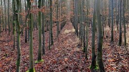 Junge Buchen im Herbst in Reihen gepflanzt