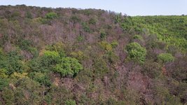 Buchenwald von oben mit vielen dürren Baumkronen