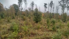 Stark geschädigter Eschenbestand im Vogelsbergkreis mit einsetzender Naturverjüngung und Pflanzung