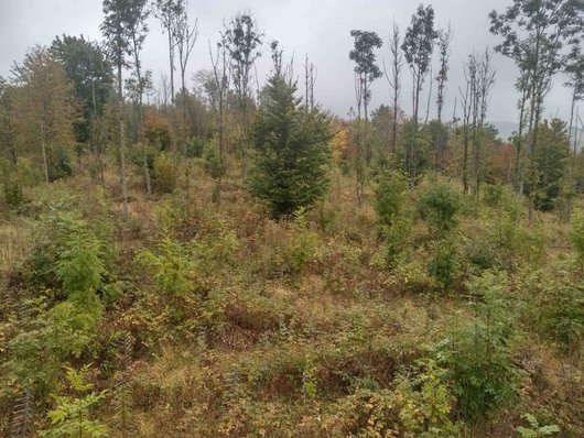 stark geschädigte alte Eschen im Hintergrund