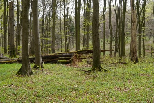 Buchenwald im Frühling mit liegendem Totholz