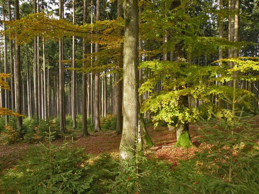 kleinen Fichten unter großen Buchen im Vordergrund, im Hintergrund auch alte Fichten