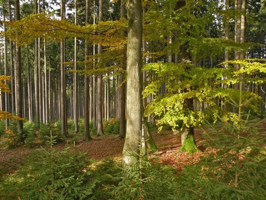 Fichten-Buchen-Mischbestand mit Fichtennaturverjüngung.