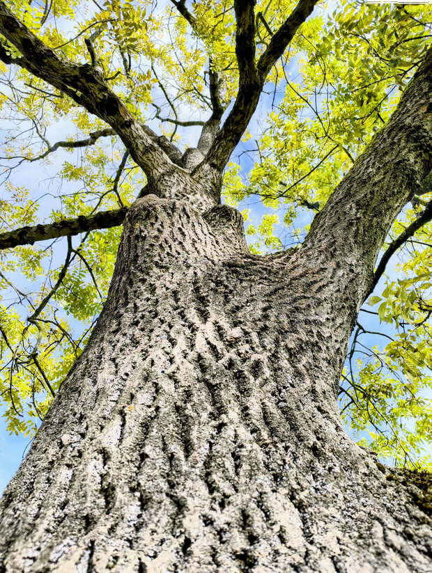 Blick in eine erkrankte Eschenkrone von unten