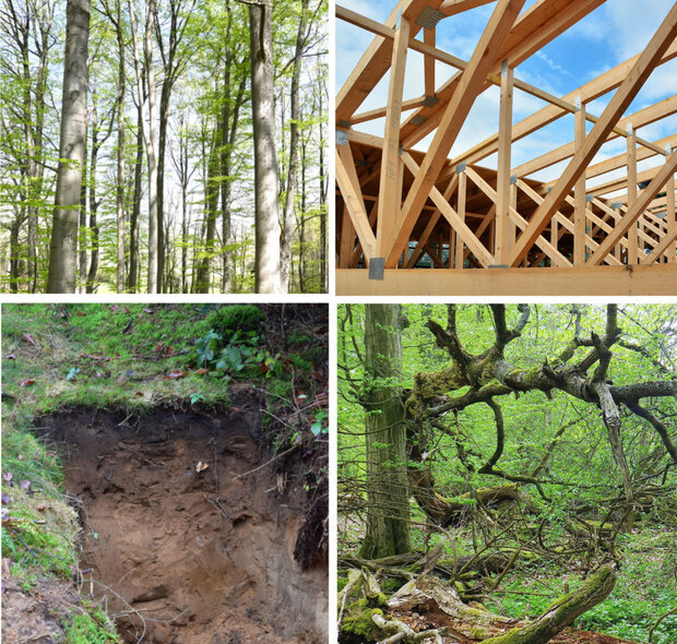 Dachstuhl, Wald, Totholz und ein Bodenprofil