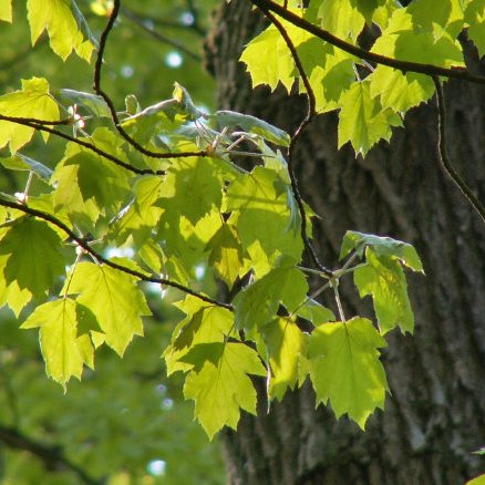 Blätter einer Elsbeere