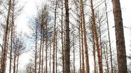 Kahle Bäume als Folge eines Fraßschadens durch Kiefernspinner (Dendrolimus pini L.)