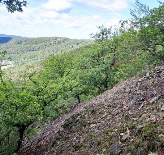 Grüne Trauben-Eichenn auf teils kahlem steinigen Berg