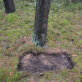 freigelegter Waldboden vor einer Kiefer