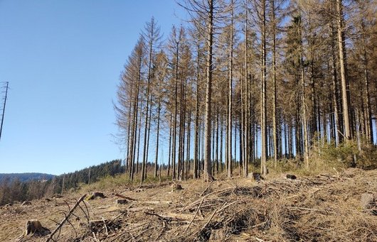 Fläche mit toten, dürren Fichten. 