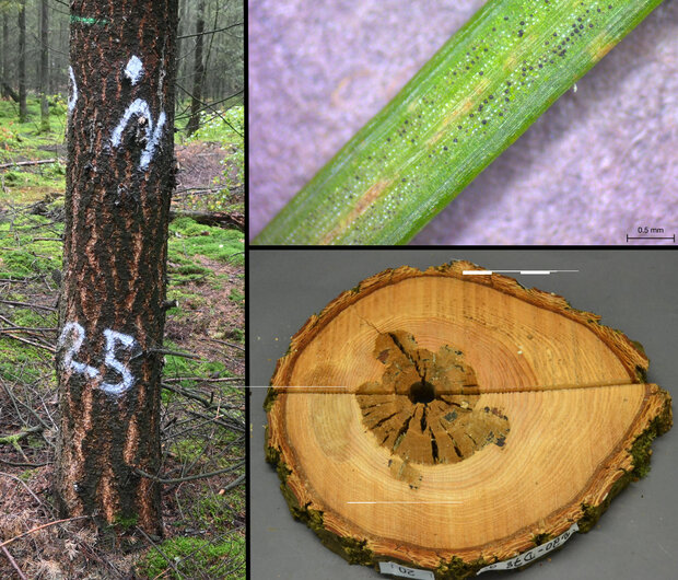 Stamm, Nadel und Stammscheibe einer Douglasie