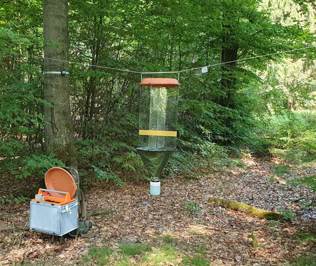 In einem Laubwald steht ein Fangbehälter auf dem Boden und zwischen zwei Buchen hängt an einem dünnen Band eine Flugfalle.