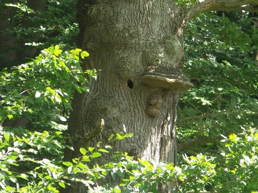 Auf dem Foto ist eine Eiche mit einer Spechthöhle und Baumpilzen abgebildet. Foto: A. Mölder