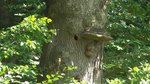 Eiche mit Spechthöhle und Baumpilzen