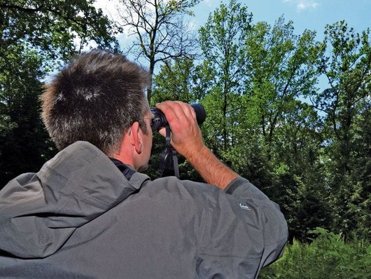 Förster schaut sich mit Fernglas Baumkronen an.
